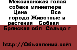 Мексиканская голая собака миниатюра › Цена ­ 53 000 - Все города Животные и растения » Собаки   . Брянская обл.,Сельцо г.